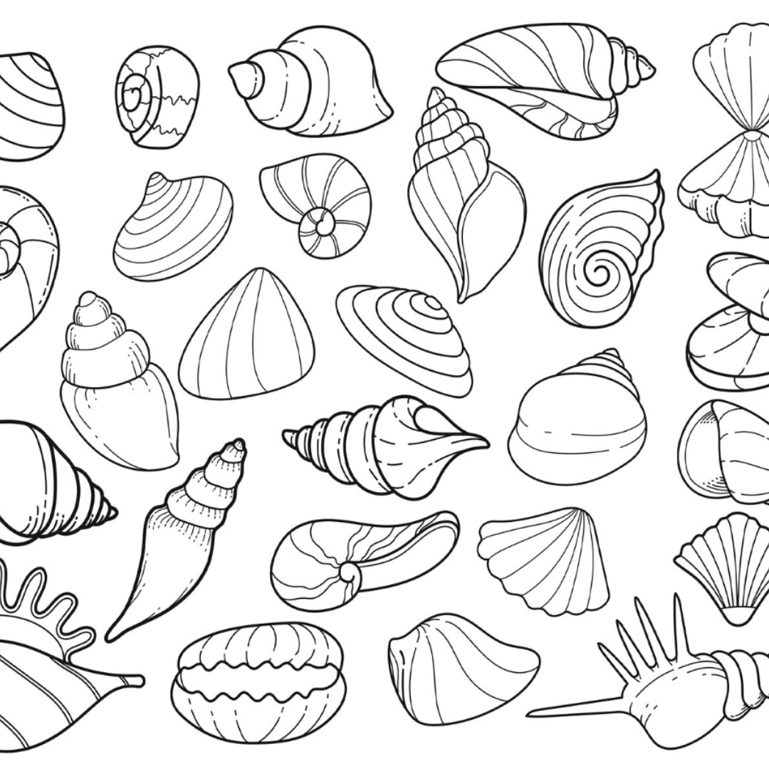 Seashells